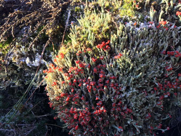 1C07C2E9-F81C-440B-A978-0B95335C8515